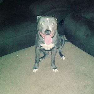 Meet your Posher, Troy